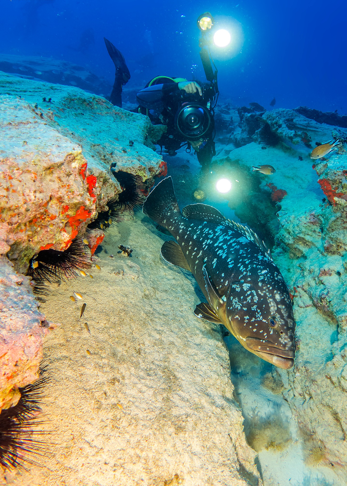 buceo lobos fuerteventura