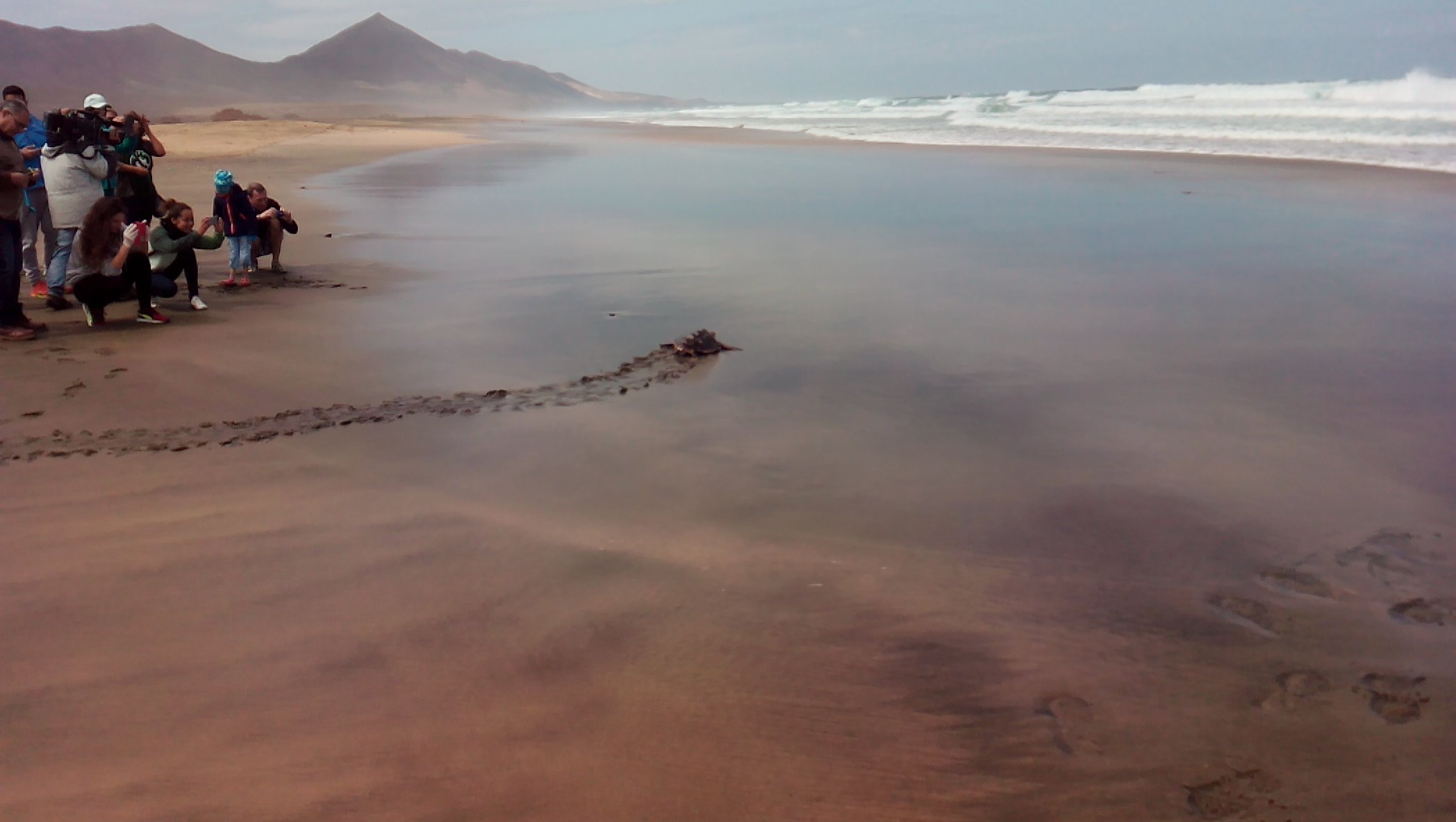 tortugas cofete fuertevenura